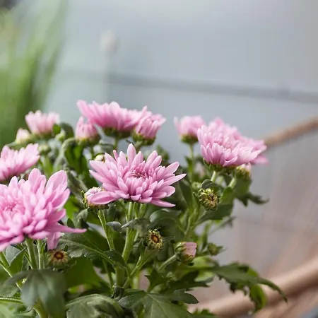 Vasko Luxurious Suites, Kelo 公寓